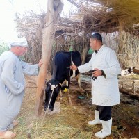 الفلاحين الزراعيين تشيد بدور وزارة الزراعة في الحفاظ علي الثروة الحيوانية