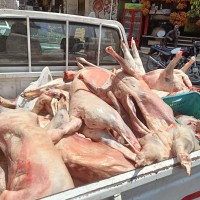 حملات العيد تضرب بيد من حديد.. الجيزة تضبط 10 أطنان لحوم وفاسدة ومذبوحة خارج المجازر وتحرر 37 محضراً