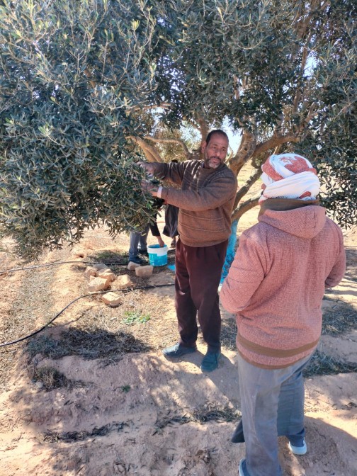 قافله زراعيه بمطروح لتوعية المزارعين لكيفيه التعامل في مكافحه الافات الحشريه التي تصيب محصول الزيتون