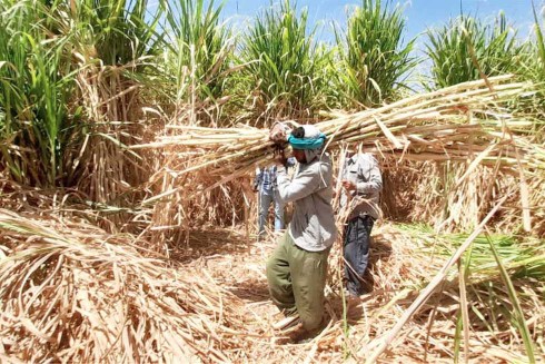 نقابة الفلاحين تطالب وزير الزراعة بصرف مستحقات مزارعي القصب المتأخرة