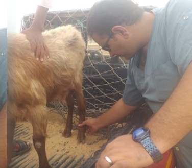 قافلة طبية بيطرية نفذتها مديرية الطب البيطري بمطروح بالتعاون مع أحدي شركات قطاع البترول 