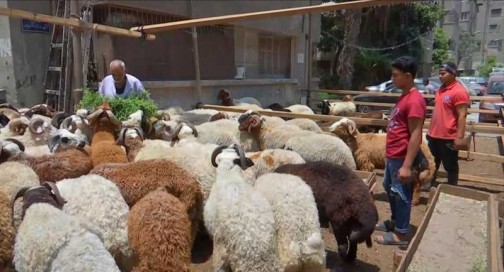 الفلاحين: توقعات بإنخفاض أسعار الأضاحي