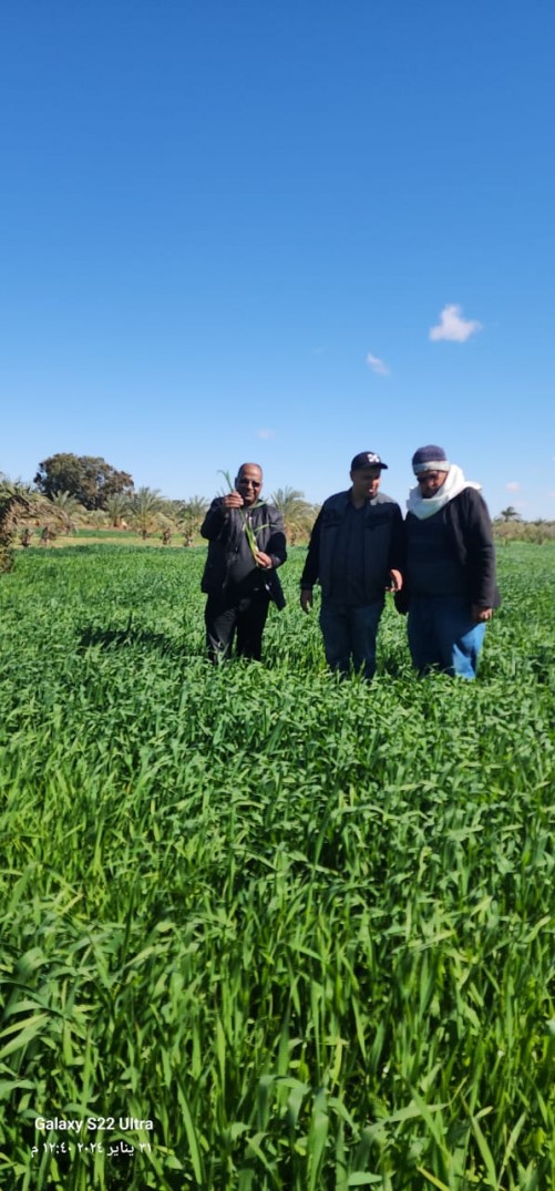 توزيع ١٥ طن تقاوى قمح لأول مرة على مزارعى سيوة بالتعاون مع مركز البحوث الزراعية