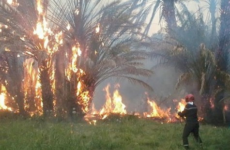 المنيا.. عامل يشعل النار في أراضي جاره الزراعية لخلاف بينهما