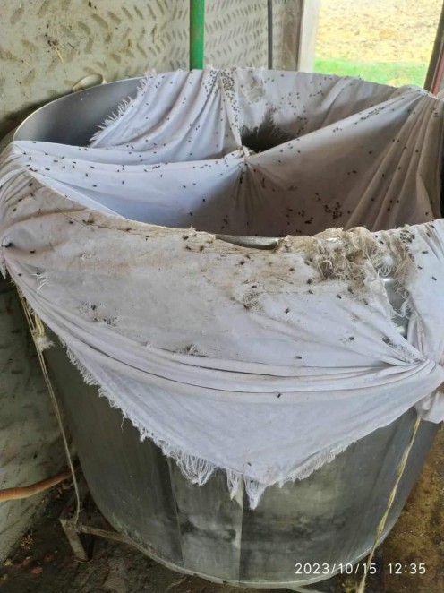 بورسعيد| الجبن الرومي فيه سم قاتل.. ضبط مصنع بير سلم يخلطه بالحشرات