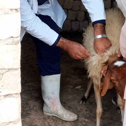 تطعيم ١٣ ألف رأس اغنام بمطروح في الحملة القومية ضد مرض الحمى القلاعية والمتصدعة