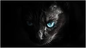 أغرب 10 أحداث عام 2023.. اكتشاف كائنات فضائية وقطة تفوز بمنصب رئاسي