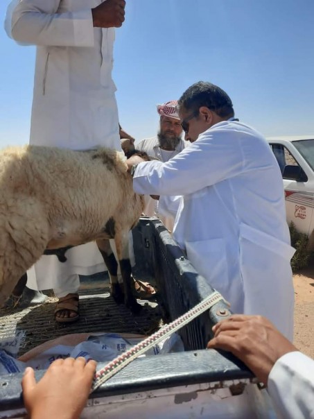 الكشف على ٣٣٥٠ رأس في القافلة البيطرية بقرية سوانى سمالوس بالضبعة 