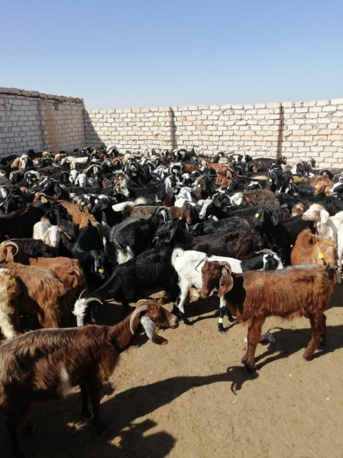 تطعيم وتحصين الاغنام المقدمه كهدايا  للأسر الأولي بالرعاية لضمان  سلامتها